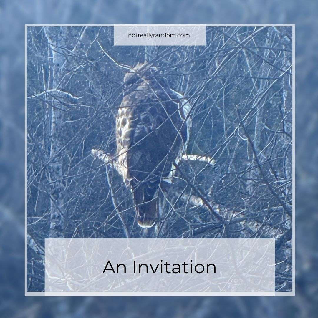 A red-tailed hawk perched on a branch, invited into view as a symbol of quiet confidence.